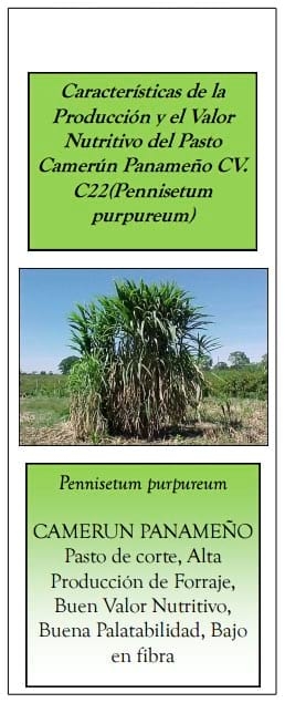 Camerun Panameño - Image 1