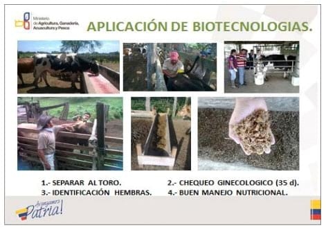 Plan de mejoramiento genético bovino de la provincia de el Oro: Resultados, problemática y discusión. - Image 3