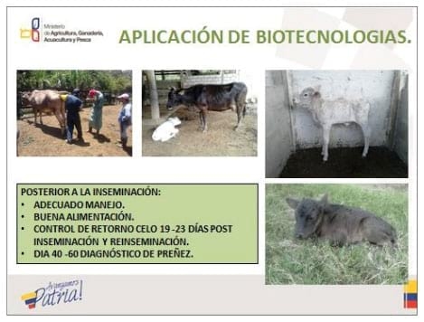 Plan de mejoramiento genético bovino de la provincia de el Oro: Resultados, problemática y discusión. - Image 4
