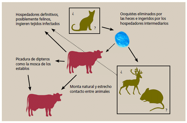 La besnoitiosis bovina en imágenes - Image 3