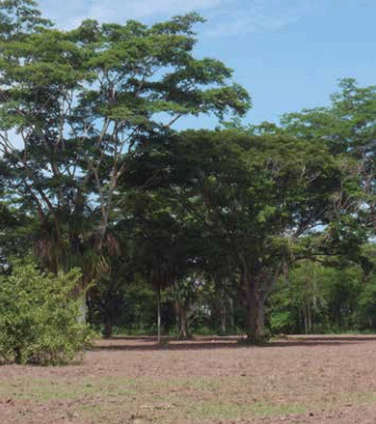 Especies focales del Proyecto Ganadería Colombiana Sostenible - Image 3