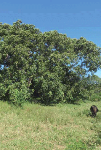 Especies focales del Proyecto Ganadería Colombiana Sostenible - Image 10