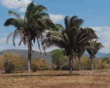 Especies focales del Proyecto Ganadería Colombiana Sostenible - Image 1