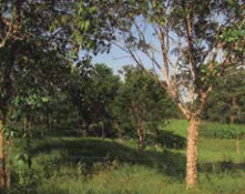 Especies focales del Proyecto Ganadería Colombiana Sostenible - Image 2
