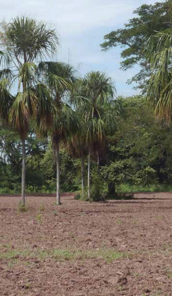 Especies focales del Proyecto Ganadería Colombiana Sostenible - Image 8
