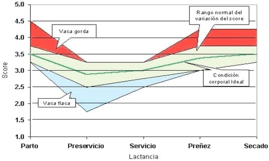 Vaca en transición, un contrato de 45 días - Image 1