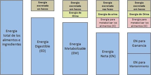 La Nutrición y Alimentación en Crecimiento y Terminación, para Maximizar la Productividad y Rentabilidad del Cerdo Moderno - Image 1