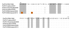 Mutaciones en la proteína v del rubulavirus porcino revelan una posible atenuación natural - Image 1