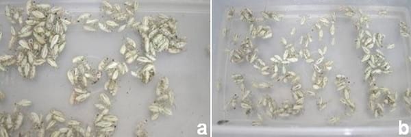 Evaluación de la eficacia de metarhizium anisopliae y de beauveria bassiana sobre el control de picudos asociados al cultivo de vid, utilizando activadores de patogenicidad - Image 2