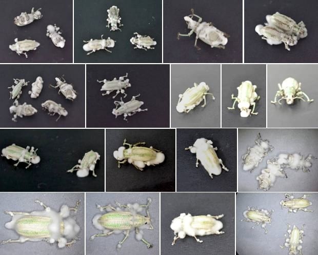 Evaluación de la eficacia de metarhizium anisopliae y de beauveria bassiana sobre el control de picudos asociados al cultivo de vid, utilizando activadores de patogenicidad - Image 10