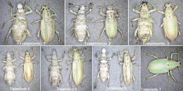 Evaluación de la eficacia de metarhizium anisopliae y de beauveria bassiana sobre el control de picudos asociados al cultivo de vid, utilizando activadores de patogenicidad - Image 7