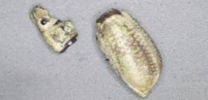 Evaluación de la eficacia de metarhizium anisopliae y de beauveria bassiana sobre el control de picudos asociados al cultivo de vid, utilizando activadores de patogenicidad - Image 4