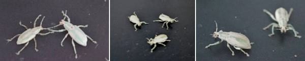 Evaluación de la eficacia de metarhizium anisopliae y de beauveria bassiana sobre el control de picudos asociados al cultivo de vid, utilizando activadores de patogenicidad - Image 12