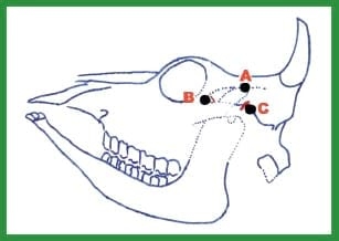 Manual de anestesias y cirugías de bovinos: Sedación, analgesia y anestesia - Image 1