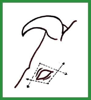 Manual de anestesias en bovinos