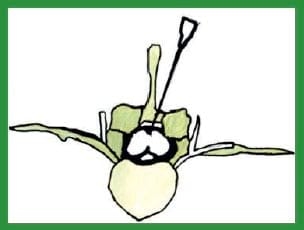 Manual de anestesias y cirugías de bovinos: Sedación, analgesia y anestesia - Image 17