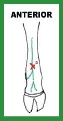 Manual de anestesias y cirugías de bovinos: Sedación, analgesia y anestesia - Image 35
