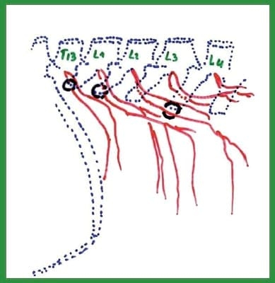 Manual de anestesias y cirugías de bovinos: Sedación, analgesia y anestesia - Image 26