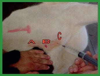 Manual de anestesias y cirugías de bovinos: Sedación, analgesia y anestesia - Image 32