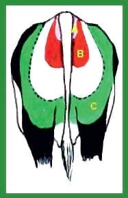 Manual de anestesias y cirugías de bovinos: Sedación, analgesia y anestesia - Image 15