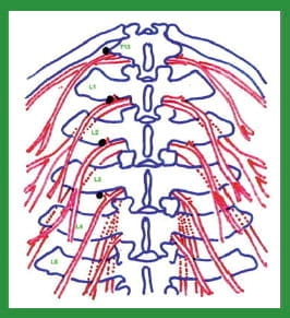 Manual de anestesias y cirugías de bovinos: Sedación, analgesia y anestesia - Image 27