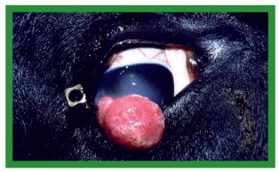Manual de anestesias y cirugías de bovinos: Cirugías de cabeza, cuello y torax - Image 11