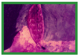 Manual de anestesias y cirugías de bovinos: Cirugías de cabeza, cuello y torax - Image 51