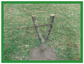 Manual de anestesias y cirugías de bovinos: Cirugías de cabeza, cuello y torax - Image 2