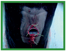 Manual de anestesias y cirugías de bovinos: Cirugías de cabeza, cuello y torax - Image 32