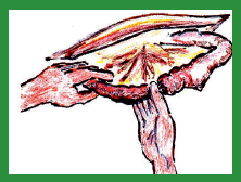 Manual de anestesias y cirugías de bovinos: Cirugías de Abdomen - Image 37