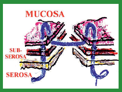 Manual de anestesias y cirugías de bovinos: Cirugías de Abdomen - Image 41