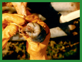 Manual de anestesias y cirugías de bovinos: Cirugías de Abdomen - Image 32