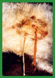Manual de anestesias y cirugías de bovinos: Cirugías de Abdomen - Image 58