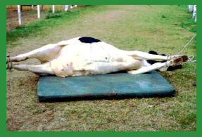 Manual de anestesias y cirugías de bovinos: Cirugías de Abdomen - Image 21