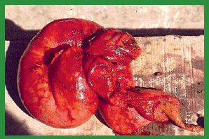 Manual de anestesias y cirugías de bovinos: Cirugías de Abdomen - Image 33