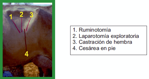 Manual de anestesias y cirugías de bovinos: Cirugías de Abdomen - Image 2