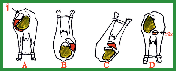 Manual de anestesias y cirugías de bovinos: Cirugías de Abdomen - Image 25
