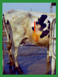 Manual de anestesias y cirugías de bovinos: Cirugías de Abdomen - Image 16