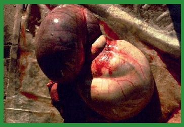 Manual de anestesias y cirugías de bovinos: Cirugías de Abdomen - Image 31