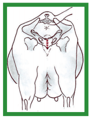 Manual de anestesias y cirugías de bovinos: Cirugías del aparato reproductor de la hembra - Image 13