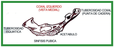 Manual de anestesias y cirugías de bovinos: Cirugías del aparato reproductor de la hembra - Image 15