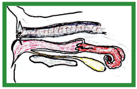 Manual de anestesias y cirugías de bovinos: Cirugías del aparato reproductor de la hembra - Image 41