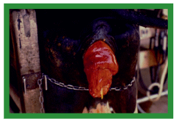 Manual de anestesias y cirugías de bovinos: Cirugías del aparato reproductor de la hembra - Image 27