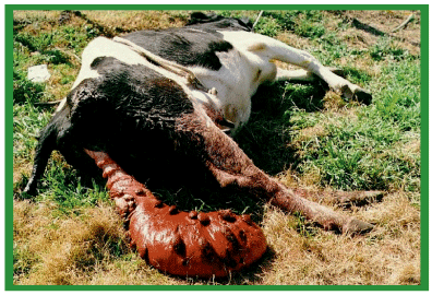 Manual de anestesias y cirugías de bovinos: Cirugías del aparato reproductor de la hembra - Image 33