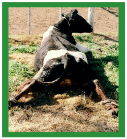 Manual de anestesias y cirugías de bovinos: Cirugías del aparato reproductor de la hembra - Image 38