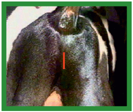 Manual de anestesias y cirugías de bovinos: Cirugías aparato reproductor del macho - Image 1