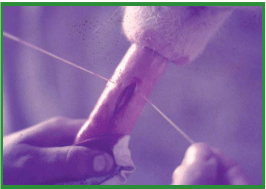 Manual de anestesias y cirugías de bovinos: Cirugías aparato reproductor del macho - Image 28