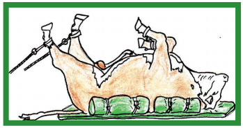 Manual de anestesias y cirugías de bovinos: Cirugías aparato reproductor del macho - Image 9