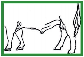 Manual de anestesias y cirugías de bovinos: Cirugías aparato reproductor del macho - Image 8