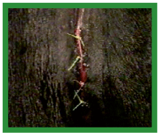 Manual de anestesias y cirugías de bovinos: Cirugías aparato reproductor del macho - Image 5